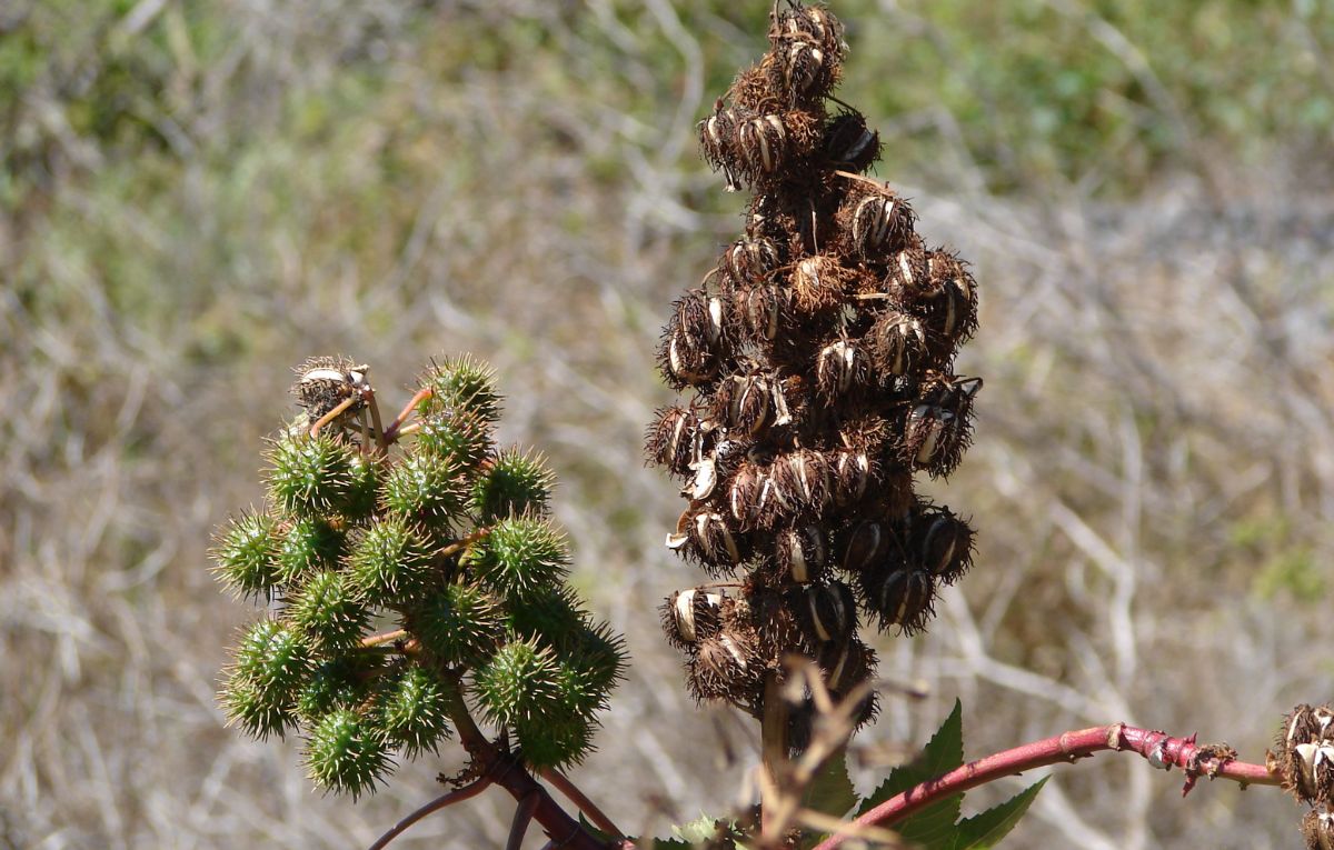 Organic Castor Oil