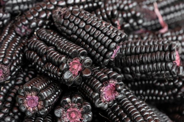 Black Corn