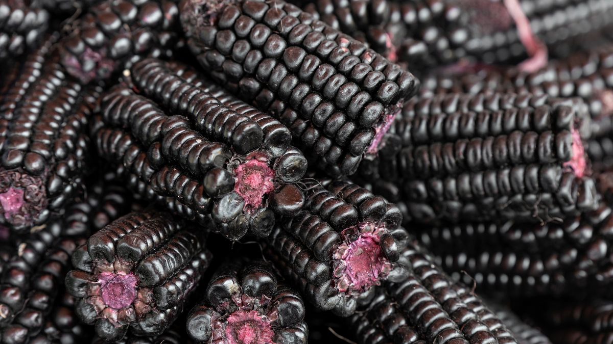 Black Corn